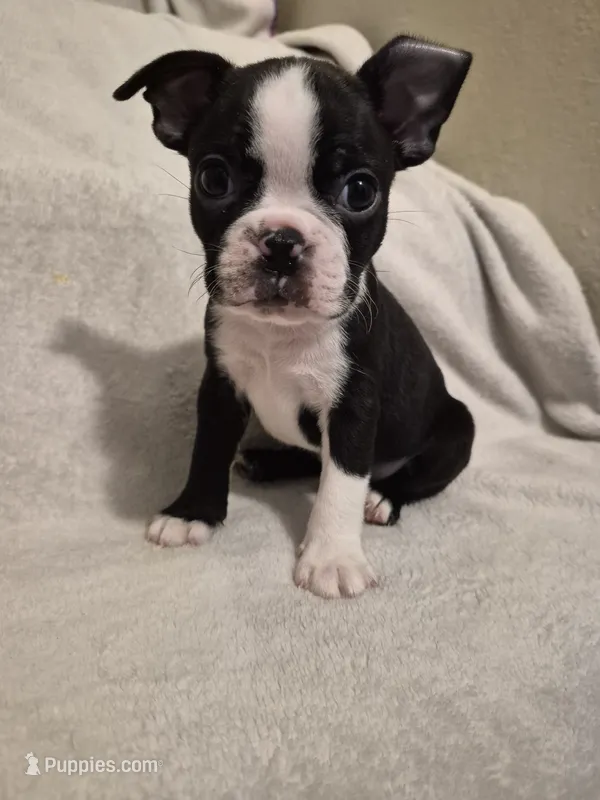 Boston Terrier #3 – Boston Terrier puppy for sale in Fresno, CA