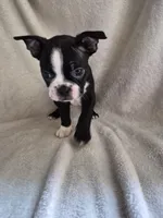 BOY 1 Boston Terrier, a male Boston Terrier for sale in Fresno, CA – 2 of 4
