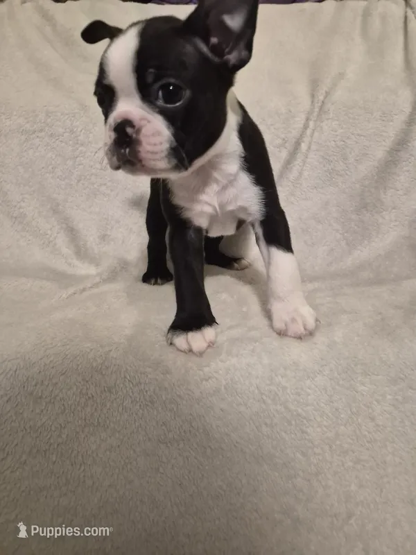 Boston Terrier #3 – Boston Terrier puppy for sale in Fresno, CA