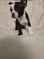 Boston Terrier #3, a male Boston Terrier for sale in Fresno, CA – 1 of 5