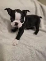 Boston Terrier #2, a male Boston Terrier for sale in Fresno, CA – 2 of 9