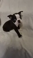 Boston Terrier #2, a male Boston Terrier for sale in Fresno, CA – 5 of 9