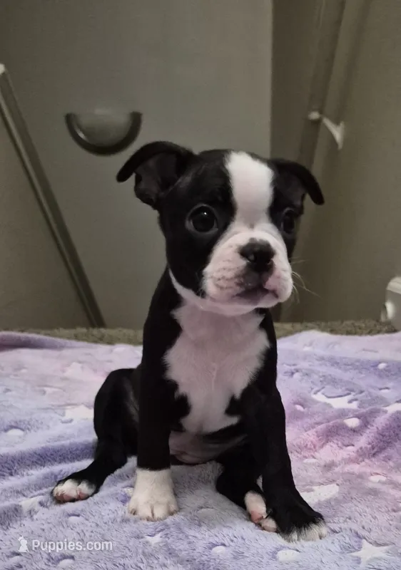 GIRL  – Boston Terrier puppy for sale in Fresno, CA