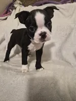 GIRL , a female Boston Terrier for sale in Fresno, CA – 3 of 4