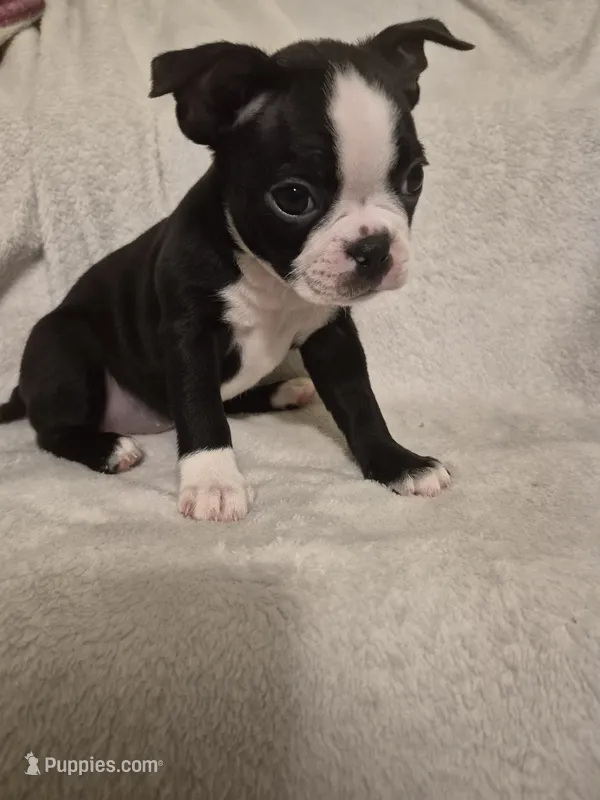 GIRL  – Boston Terrier puppy for sale in Fresno, CA
