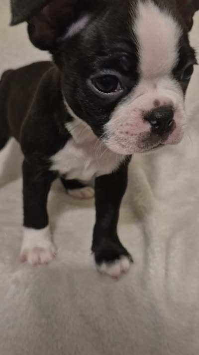 GIRL , a female Boston Terrier for sale in Fresno, CA – 4 of 4