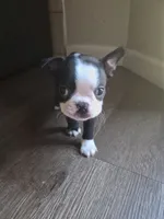 Boston Terrier #2, a male Boston Terrier for sale in Fresno, CA – 6 of 9