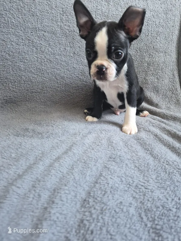 Boston Terrier #3 – Boston Terrier puppy for sale in Fresno, CA