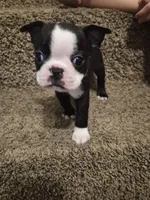 Boston Terrier #2, a male Boston Terrier for sale in Fresno, CA – 9 of 9