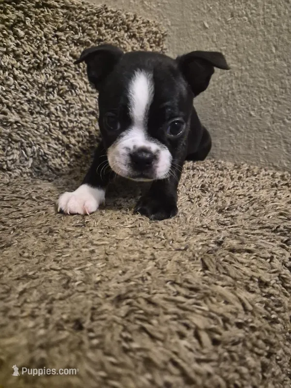 BOY 1 Boston Terrier – Boston Terrier puppy for sale in Fresno, CA
