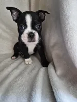 BOY 1 Boston Terrier, a male Boston Terrier for sale in Fresno, CA – 4 of 4
