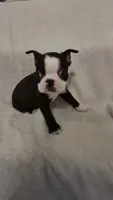 Boston Terrier #2, a male Boston Terrier for sale in Fresno, CA – 4 of 9