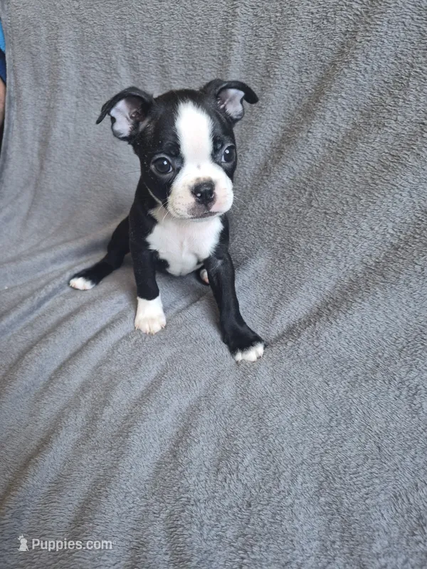 GIRL  – Boston Terrier puppy for sale in Fresno, CA
