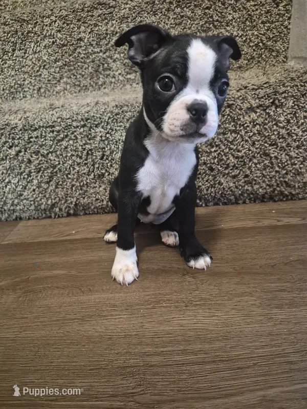GIRL  – Boston Terrier puppy for sale in Fresno, CA