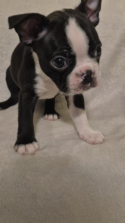 Boston Terrier #3, a male Boston Terrier for sale in Fresno, CA – 3 of 5