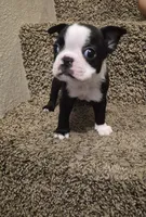 Boston Terrier #2, a male Boston Terrier for sale in Fresno, CA – 8 of 9