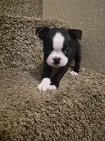 GIRL , a female Boston Terrier for sale in Fresno, CA – 2 of 4