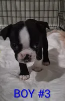 Boston Terrier, a male Boston Terrier for sale in Fresno, CA – 5 of 7