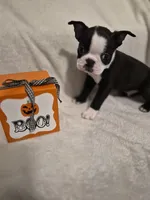 Boston Terrier #2, a male Boston Terrier for sale in Fresno, CA – 1 of 9