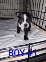 Boston Terrier, a male Boston Terrier for sale in Fresno, CA – 7 of 7