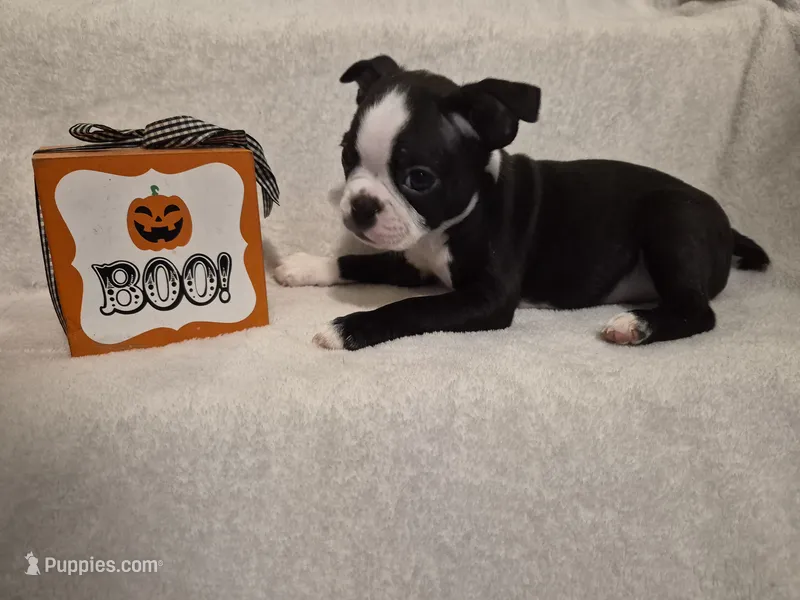 GIRL  – Boston Terrier puppy for sale in Fresno, CA
