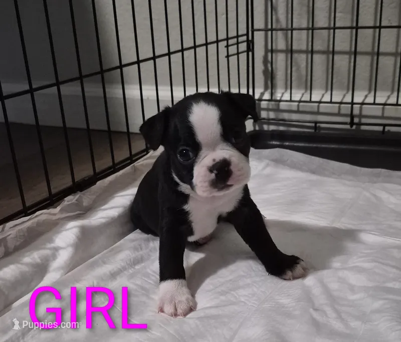 Boston Terrier – Boston Terrier puppy for sale in Fresno, CA
