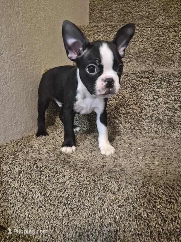 Boston Terrier #3 – Boston Terrier puppy for sale in Fresno, CA