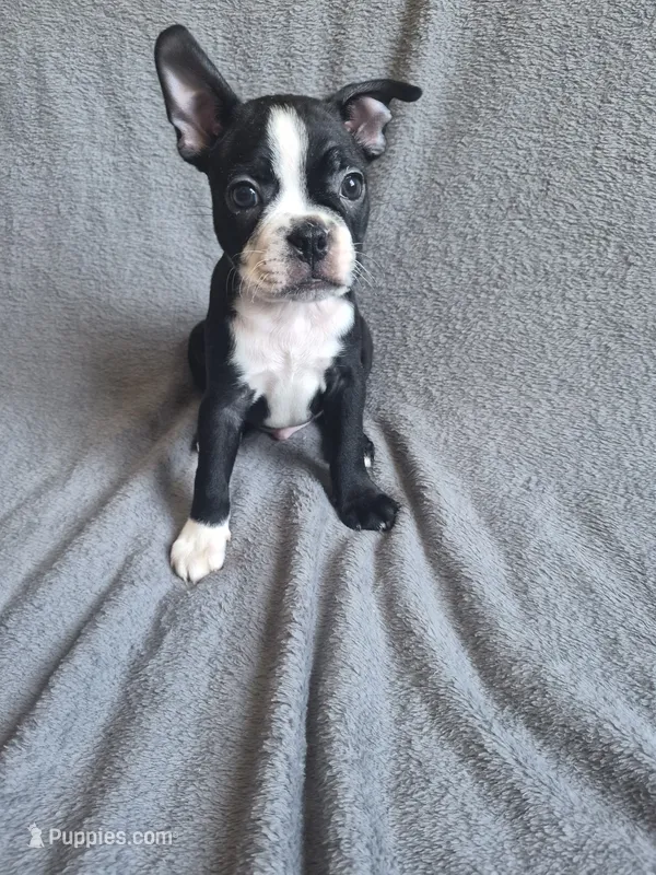 BOY 1 Boston Terrier – Boston Terrier puppy for sale in Fresno, CA