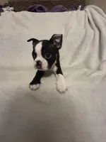 Boston Terrier #3, a male Boston Terrier for sale in Fresno, CA – 2 of 5
