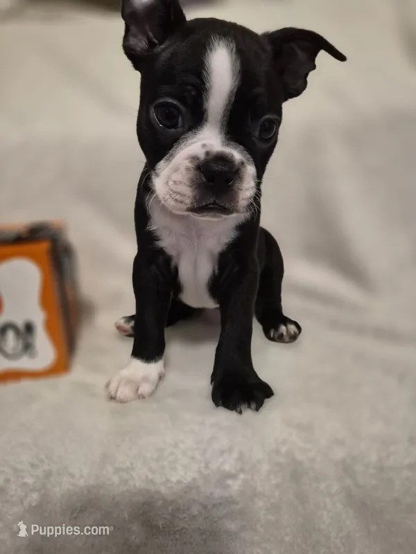 BOY 1 Boston Terrier – Boston Terrier puppy for sale in Fresno, CA