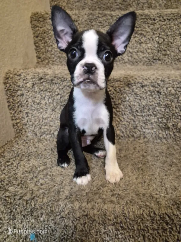 Boston Terrier #3 – Boston Terrier puppy for sale in Fresno, CA