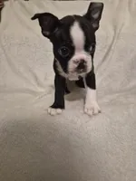 Boston Terrier #3, a male Boston Terrier for sale in Fresno, CA – 4 of 5