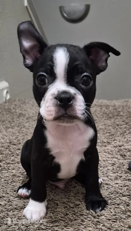 BOY 1 Boston Terrier – Boston Terrier puppy for sale in Fresno, CA