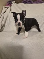 Boston Terrier #3, a male Boston Terrier for sale in Fresno, CA – 5 of 5