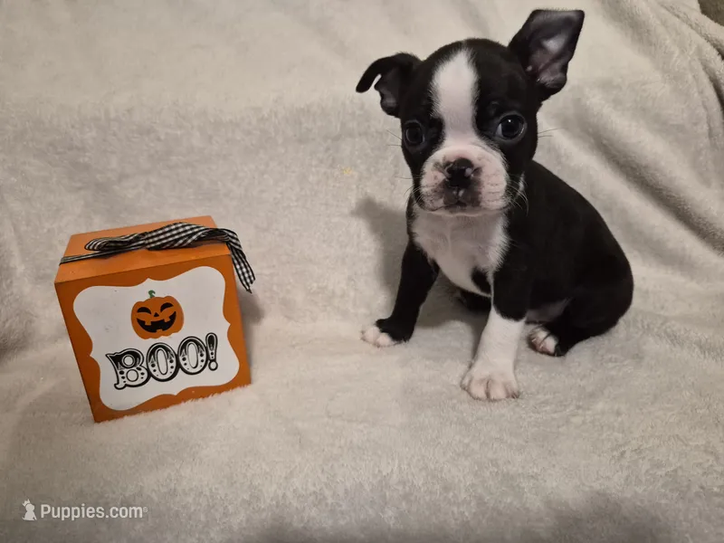 Boston Terrier #3 – Boston Terrier puppy for sale in Fresno, CA
