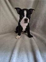 BOY 1 Boston Terrier, a male Boston Terrier for sale in Fresno, CA – 3 of 4