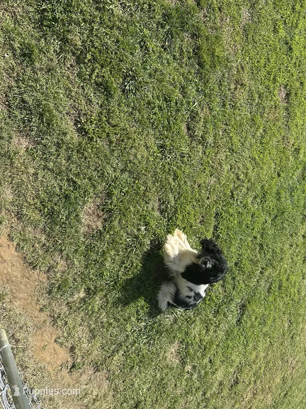 Queen, a female Cocker Spaniel for sale in Calvert City, KY – Photo 1 of 2