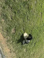 Queen, a female Cocker Spaniel for sale in Calvert City, KY – Photo 1 of 2