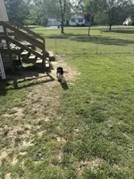 Queen, a female Cocker Spaniel for sale in Calvert City, KY – Photo 2 of 2