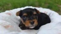 Milo, a male Yorkshire Terrier for sale in Somerville, TN – 5 of 5