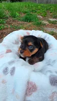 Milo, a male Yorkshire Terrier for sale in Somerville, TN – 3 of 5