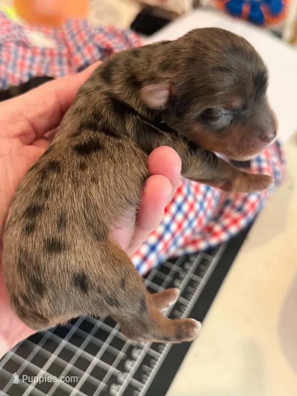 Amber – Yorkshire Terrier puppy for sale in Somerville, TN