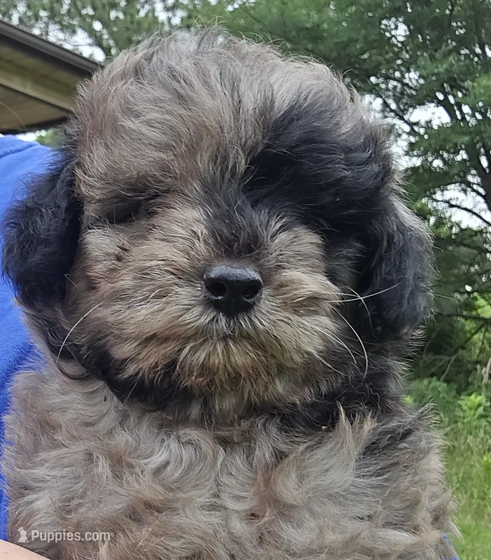 Cali – Aussiedoodle puppy for sale in Somerville, TN