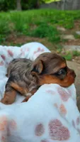 Amber, a female Yorkshire Terrier for sale in Somerville, TN – 4 of 6