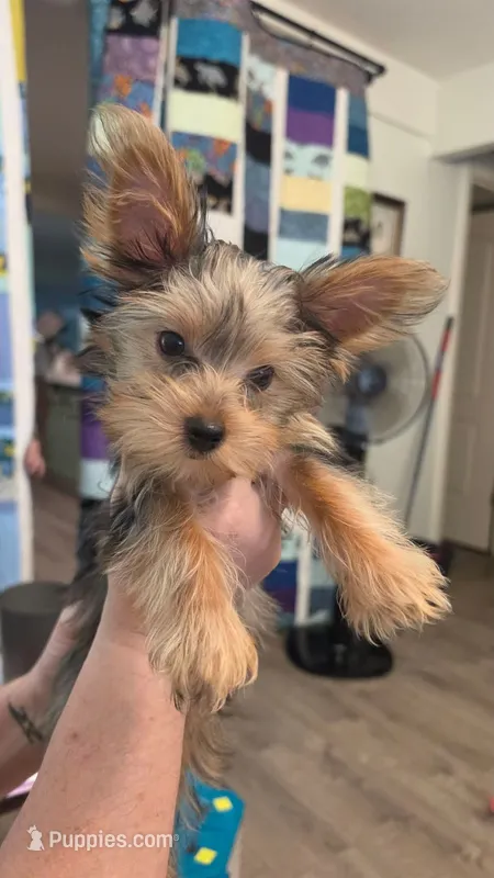 Chuck – Yorkshire Terrier puppy for sale in Somerville, TN