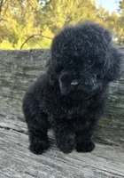 Pete, a male Poodle - Toy  for sale in Somerville, TN – 4 of 4