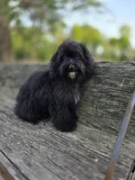 Brice, a male Cockapoo for sale in Somerville, TN – 6 of 6