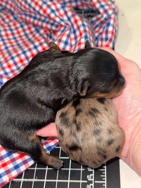 Milo, a male Yorkshire Terrier for sale in Somerville, TN – 1 of 1