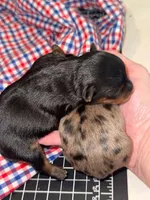 Milo, a male Yorkshire Terrier for sale in Somerville, TN – 1 of 1