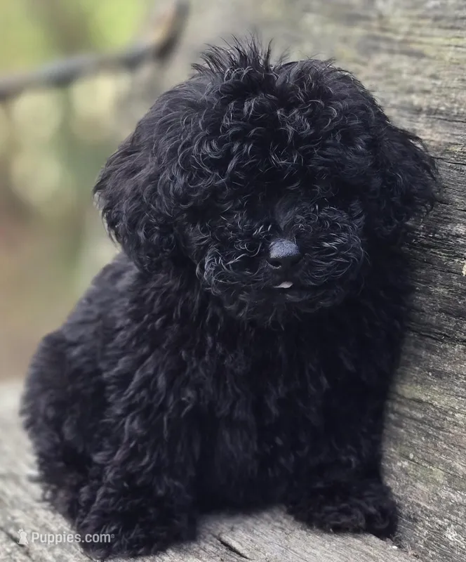 Nora, a female Poodle - Toy  for sale in Somerville, TN – Photo 1 of 3